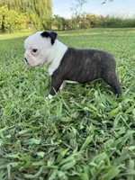 Bella, a female Boston Terrier for sale in Merced, CA – 2 of 6