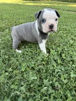 Skye, a female Boston Terrier for sale in Merced, CA – 5 of 5