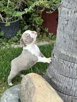 Stacy , a female Boston Terrier for sale in Merced, CA – 4 of 5