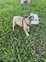 Bandit , a male Boston Terrier for sale in Merced, CA – 6 of 7