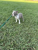 Hazel , a female Boston Terrier for sale in Merced, CA – 4 of 4