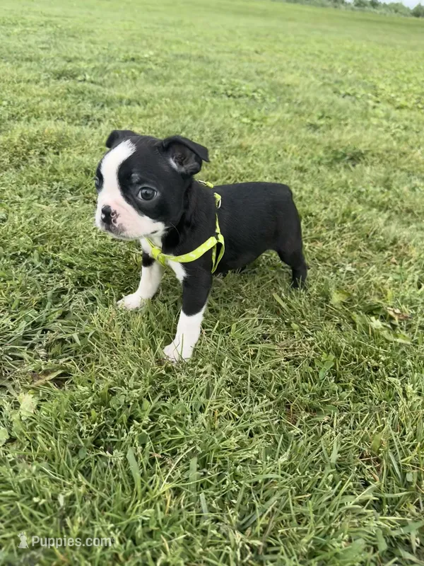 Rocky  – Boston Terrier puppy for sale in Merced, CA