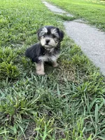 Stella, a female Shih Tzu and Yorkshire Terrier for sale in Merced, CA – 6 of 6