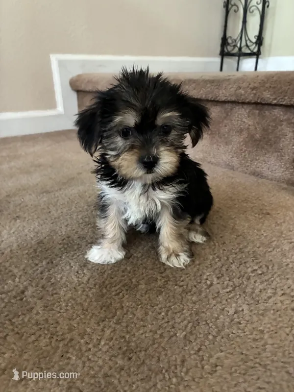 Bailey  – Shih Tzu, Yorkshire Terrier puppy for sale in Merced, CA