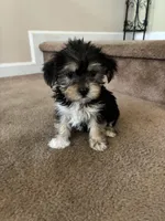 Bailey , a female Shih Tzu and Yorkshire Terrier for sale in Merced, CA – 1 of 7