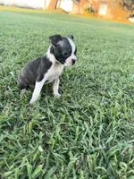 Lola, a female Boston Terrier for sale in Merced, CA – 5 of 6