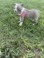 Stacy, a female Boston Terrier for sale in Merced, CA – 7 of 10