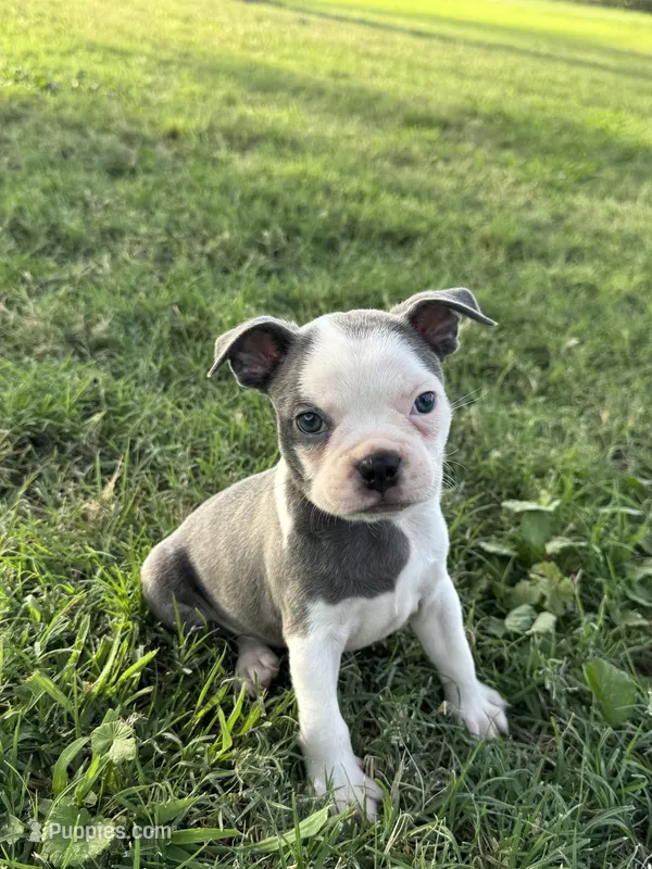 Skye – Boston Terrier puppy for sale in Merced, CA
