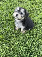 Stella, a female Shih Tzu and Yorkshire Terrier for sale in Merced, CA – 4 of 6