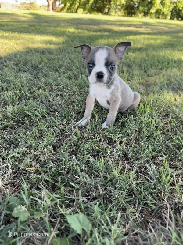 Toby – Boston Terrier puppy for sale in Merced, CA