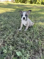 Toby, a male Boston Terrier for sale in Merced, CA – 1 of 4