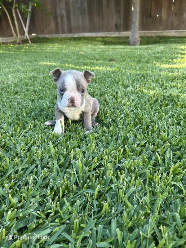 Rocky  – Boston Terrier puppy for sale in Merced, CA