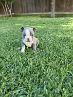 Rocky , a male Boston Terrier for sale in Merced, CA – 1 of 4