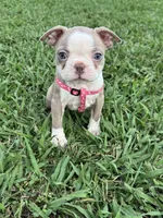 Coco, a female Boston Terrier for sale in Merced, CA – 6 of 9