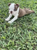 Roxie , a female Boston Terrier for sale in Merced, CA – 3 of 8