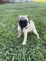Pugsley, a male Pug for sale in Merced, CA – 4 of 5