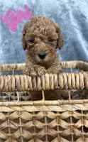 Goldendoodle, a male Goldendoodle for sale in Laveen, AZ – 3 of 9