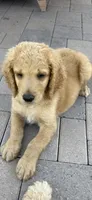 Male Goldendoodle, a male Goldendoodle for sale in Laveen, AZ – 3 of 8