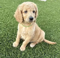 Male Goldendoodle, a male Goldendoodle for sale in Laveen, AZ – 4 of 8
