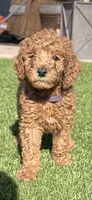 Female Goldendoodle, a female Goldendoodle for sale in Laveen, AZ – 1 of 7