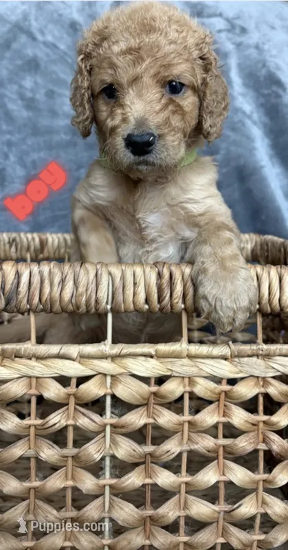 Goldendoodle – Goldendoodle puppy for sale in Laveen, AZ