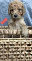 Goldendoodle, a male Goldendoodle for sale in Laveen, AZ – 1 of 9