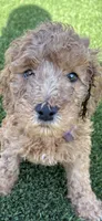 Female Goldendoodle, a female Goldendoodle for sale in Laveen, AZ – 2 of 7