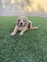 Male Goldendoodle, a male Goldendoodle for sale in Laveen, AZ – 5 of 8
