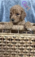 Goldendoodle, a male Goldendoodle for sale in Laveen, AZ – 5 of 9
