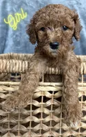 Goldendoodle, a male Goldendoodle for sale in Laveen, AZ – 7 of 9