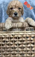 Goldendoodle, a male Goldendoodle for sale in Laveen, AZ – 4 of 9