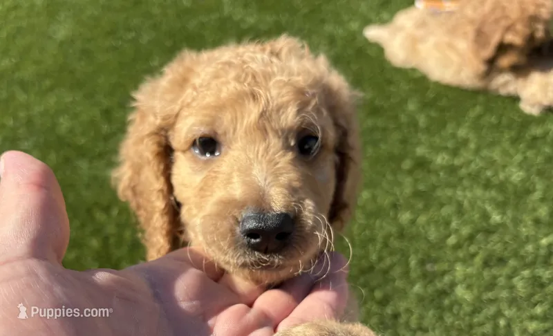 Male Goldendoodle – Goldendoodle puppy for sale in Laveen, AZ
