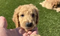 Male Goldendoodle, a male Goldendoodle for sale in Laveen, AZ – 1 of 8