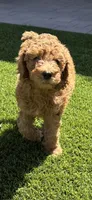 Female Goldendoodle, a female Goldendoodle for sale in Laveen, AZ – 3 of 7