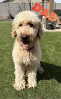 Goldendoodle, a male Goldendoodle for sale in Laveen, AZ – 8 of 9