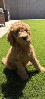 Female Goldendoodle, a female Goldendoodle for sale in Laveen, AZ – 5 of 7