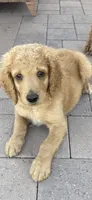 Male Goldendoodle, a male Goldendoodle for sale in Laveen, AZ – 2 of 8