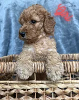 Goldendoodle, a male Goldendoodle for sale in Laveen, AZ – 6 of 9