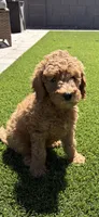 Female Goldendoodle, a female Goldendoodle for sale in Laveen, AZ – 4 of 7