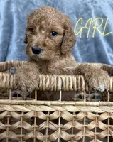 Goldendoodle, a male Goldendoodle for sale in Laveen, AZ – 2 of 9