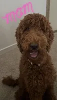 Goldendoodle, a male Goldendoodle for sale in Laveen, AZ – 9 of 9