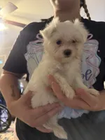 Maxwell, a male Maltese for sale in Pleasant Hill, IL – 5 of 5