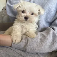 Maxie, a male Maltese for sale in Pleasant Hill, IL – Photo 5 of 7