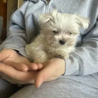 Maxie, a male Maltese for sale in Pleasant Hill, IL – Photo 1 of 7