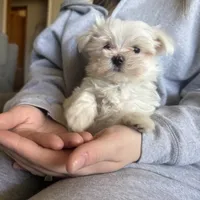 Maxie, a male Maltese for sale in Pleasant Hill, IL – Photo 7 of 7