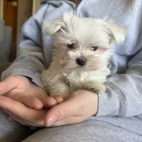 Maxie, a male Maltese for sale in Pleasant Hill, IL – Photo 4 of 7
