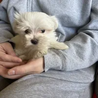 Maxie, a male Maltese for sale in Pleasant Hill, IL – Photo 6 of 7