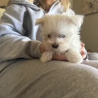 Maxie, a male Maltese for sale in Pleasant Hill, IL – Photo 3 of 7