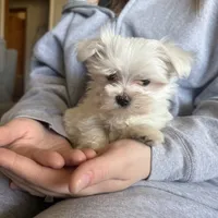 Maxie, a male Maltese for sale in Pleasant Hill, IL – Photo 2 of 7