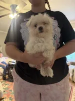 Maxwell, a male Maltese for sale in Pleasant Hill, IL – 4 of 5